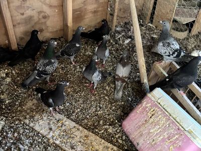 Homing Pigeons