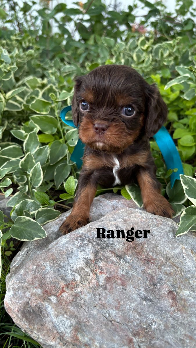 AKC Cavalier King Charles Spaniel