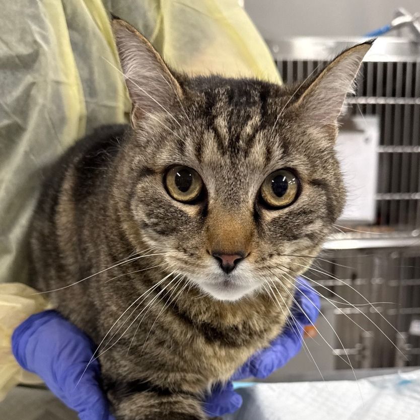 Hello my name is John Cena