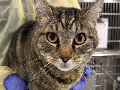 Hello my name is John Cena