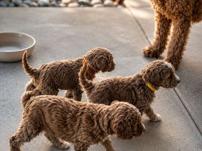 Toy Goldendoodles