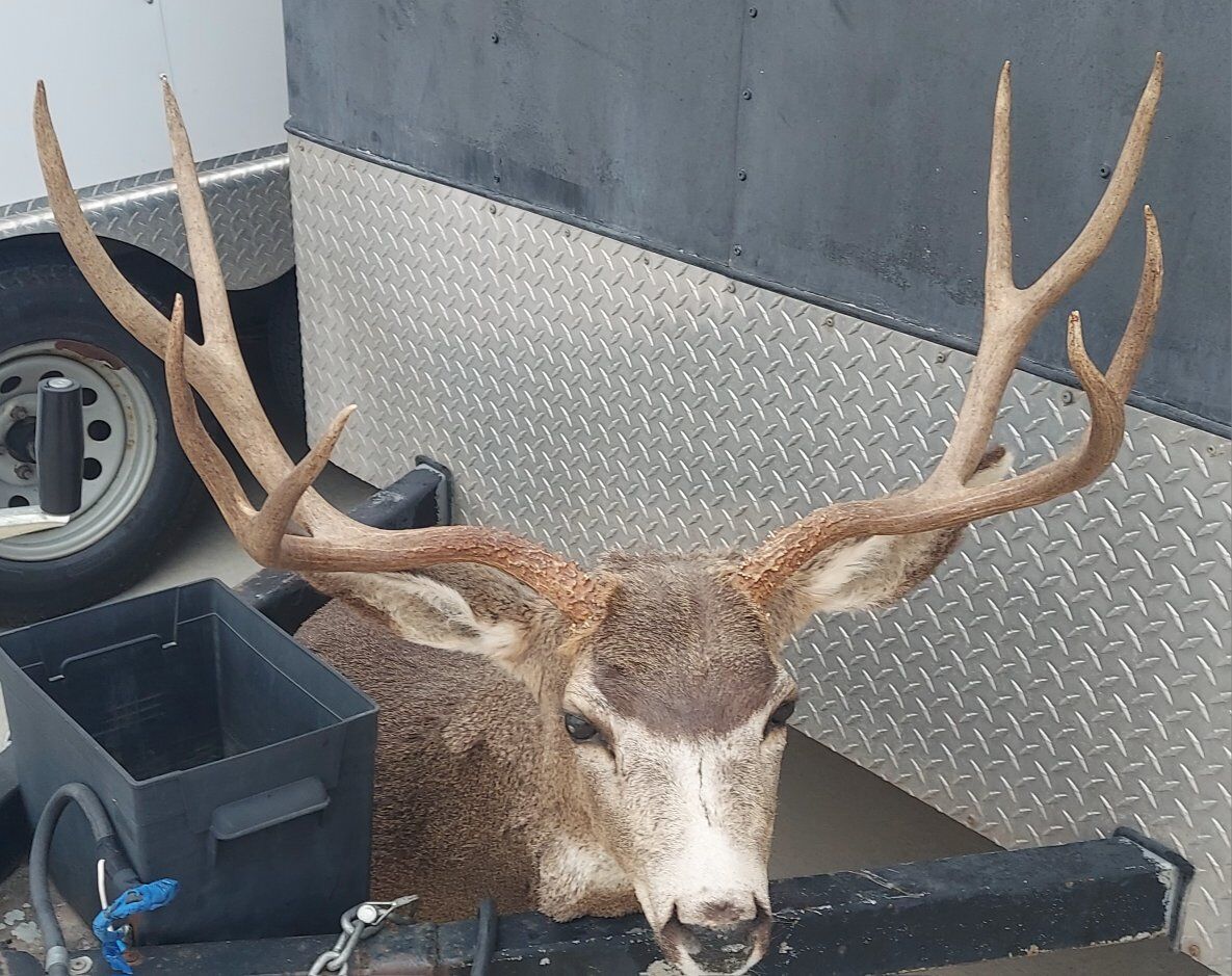 30" Mule Deer Shoulder Mount