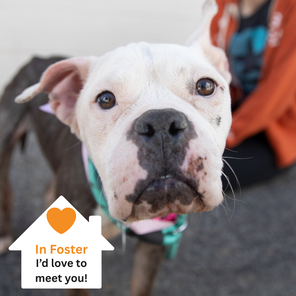 Hello my name is Dahlia