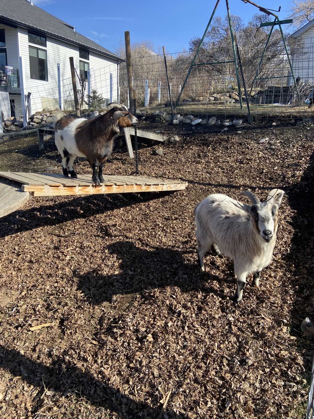 The sweetest goats