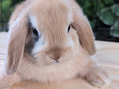 Adorable Holland Lop Baby Bunnies (Bucks and Does) – 8 Weeks Old – Ready Loving Homes
