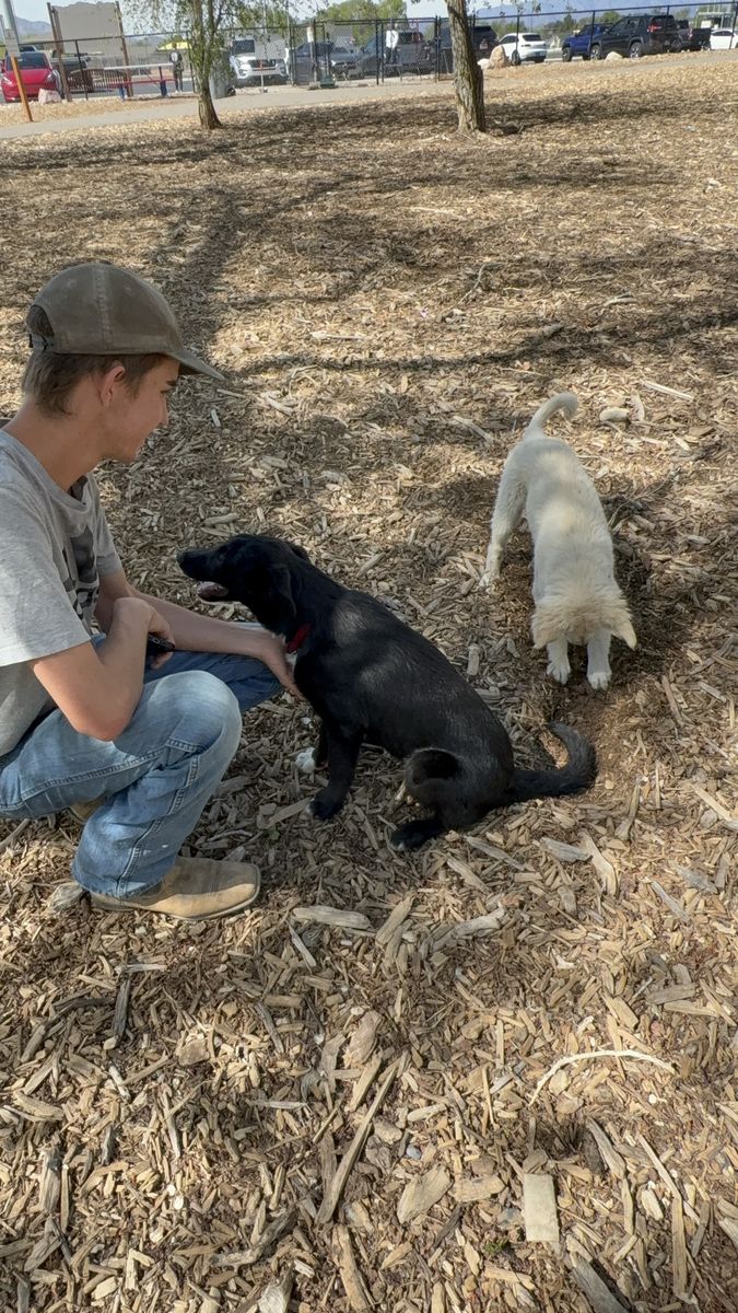 5 Month Old Rough Coat Collie/Lab Mix - Rehoming - Moose