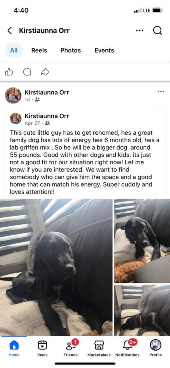 Griffin/Lab mix 6 months male
