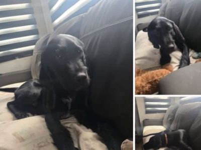 Griffin/Lab mix 6 months male