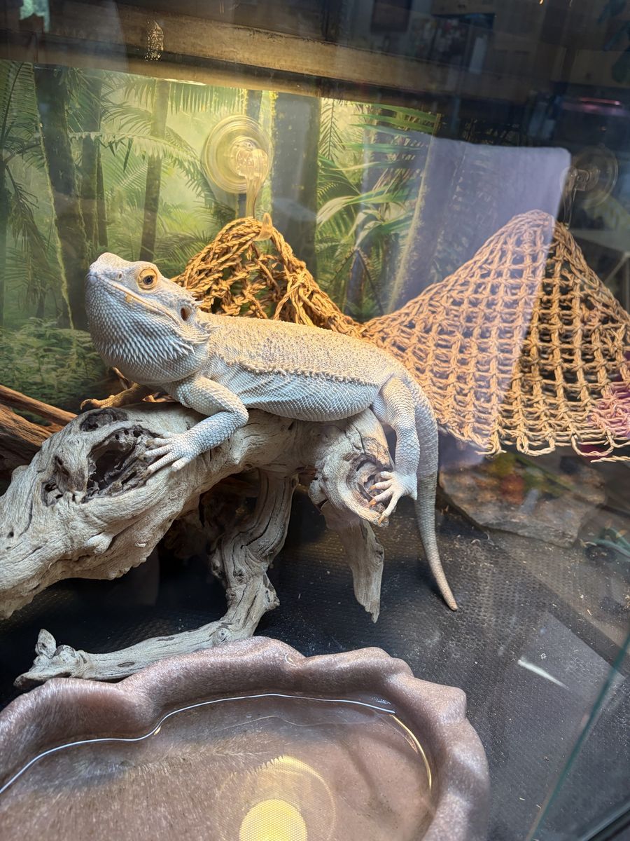 Bearded dragon