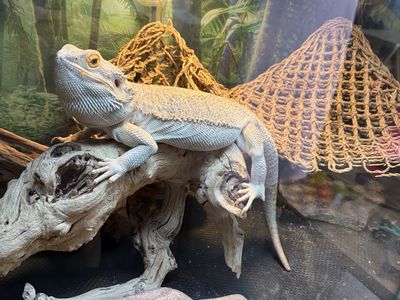 Bearded dragon