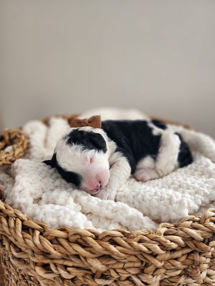 Micro Mini Sheepadoodle Puppies