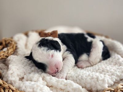 Micro Mini Sheepadoodle Puppies