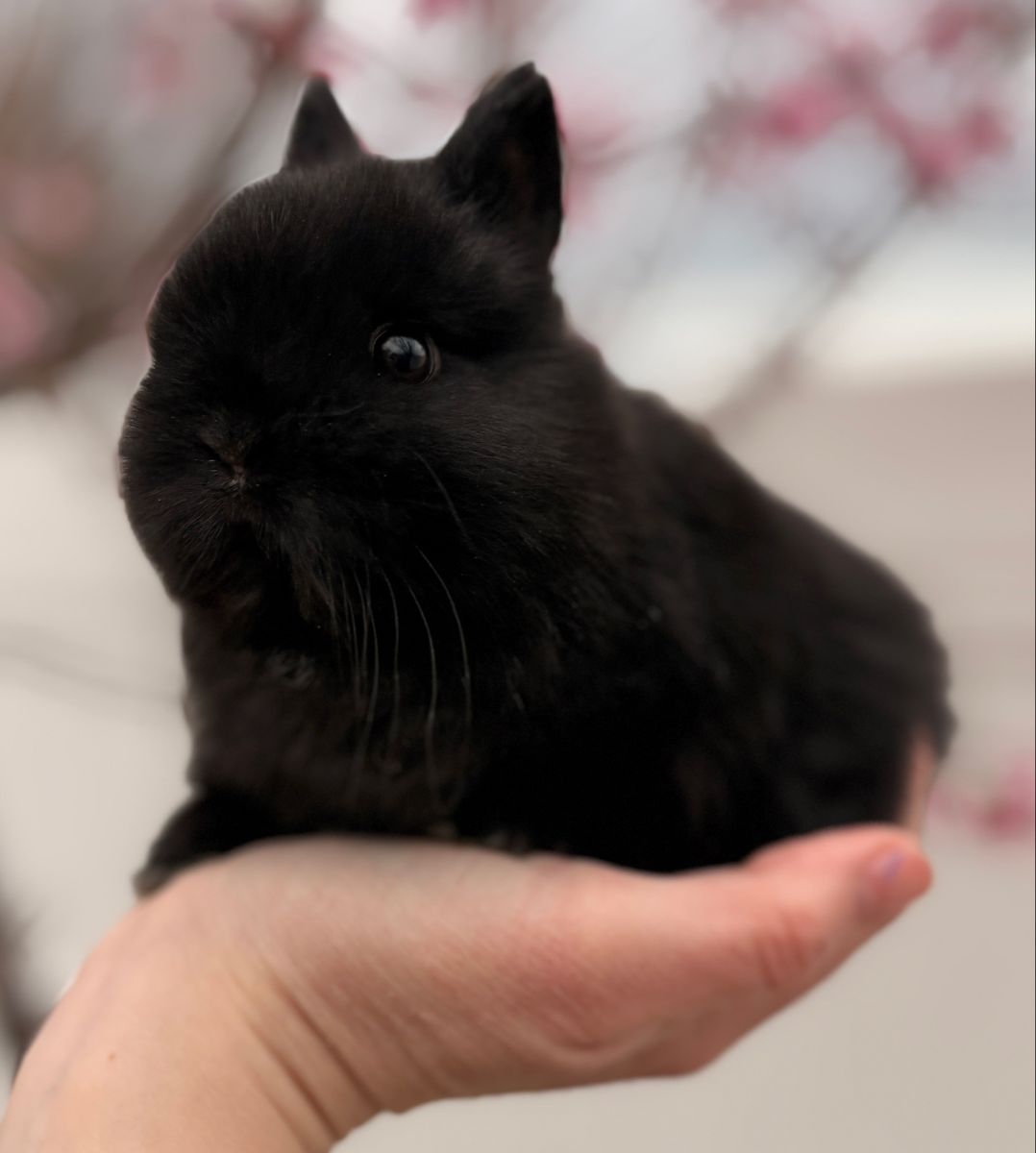 PP Netherland Dwarf Bunny Rabbit $150