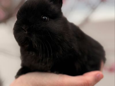 PP Netherland Dwarf Bunny Rabbit $150