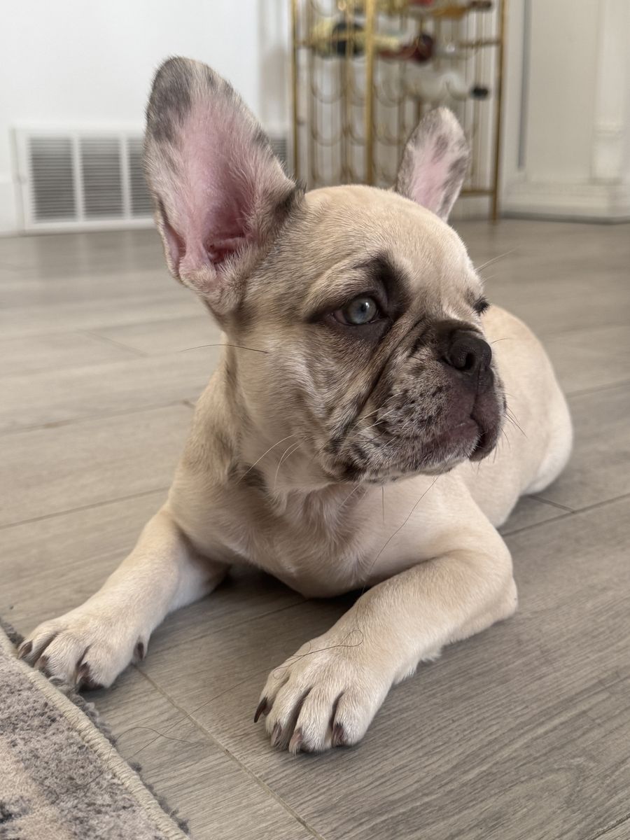 French Bulldog Puppy