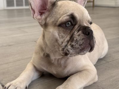 French Bulldog Puppy