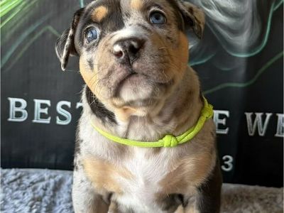 American XL Bully Puppies