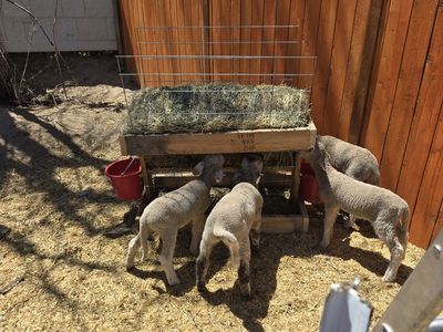 ISO Grazing Land for Rent/Lease