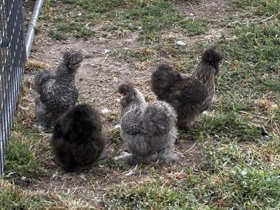 Purebred Silkie Hens