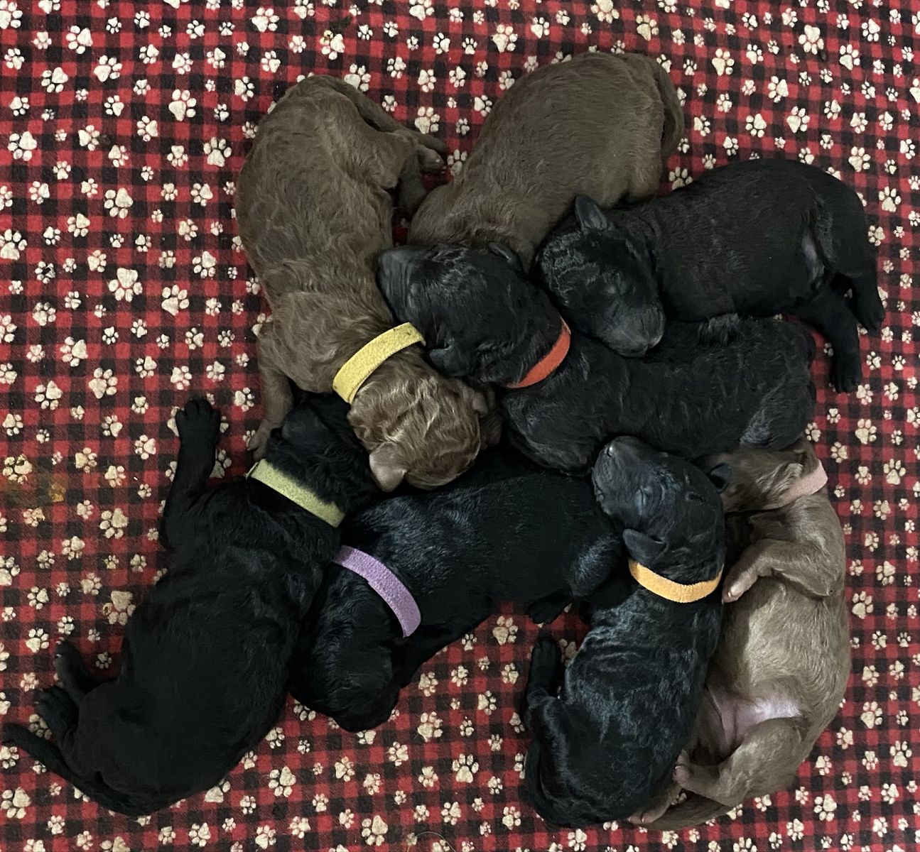 AKC Standard Poodle Puppies