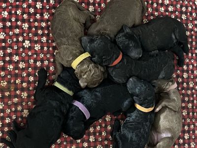 AKC Standard Poodle Puppies
