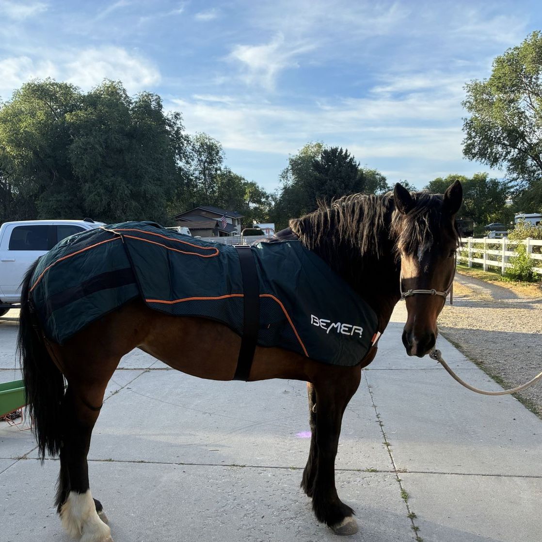 Equine injury and rehab services