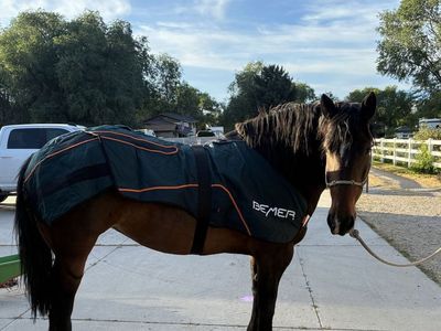 Equine injury and rehab services