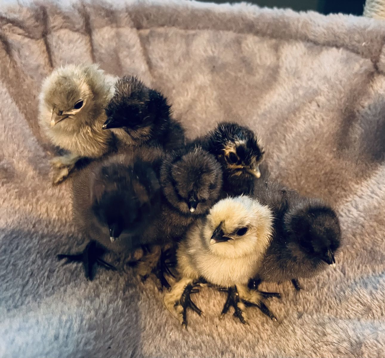 Silkie/satin/showgirl chicks