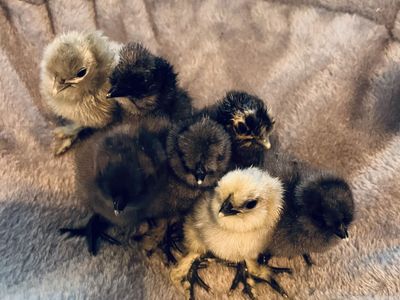 Silkie/satin/showgirl chicks
