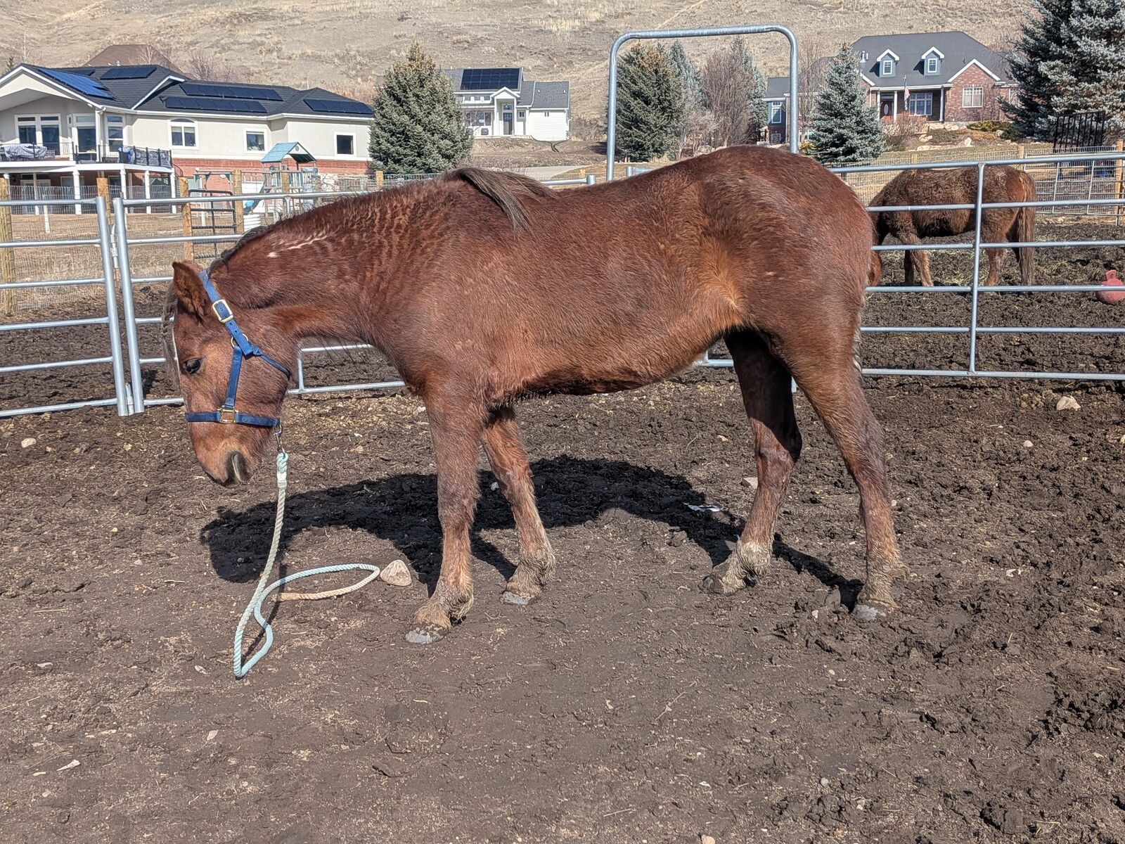 3 year old Mustang Mare 14.3 hands