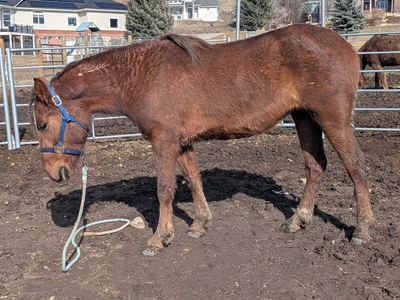 3 year old Mustang Mare 14.3 hands