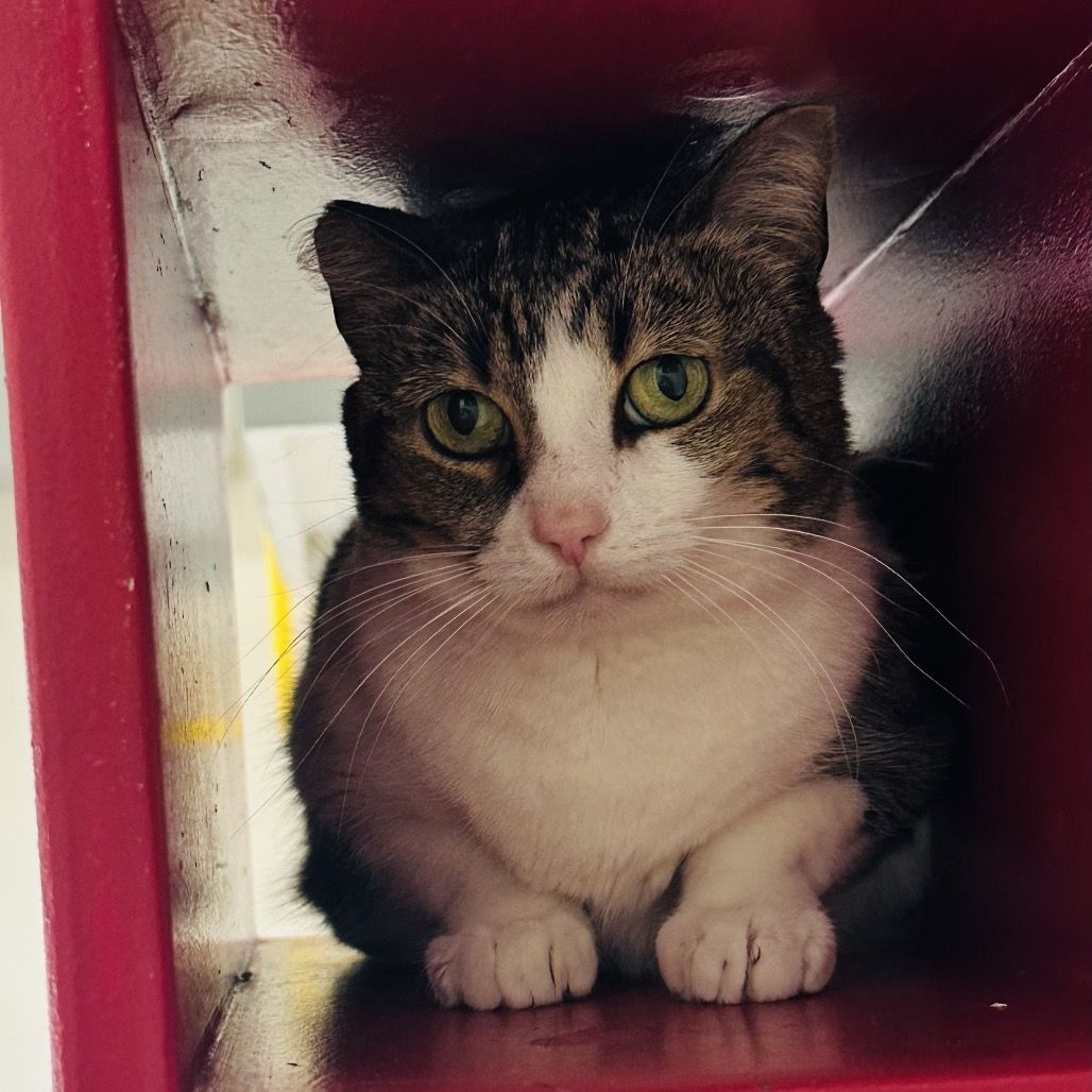 Hello my name is Estelle