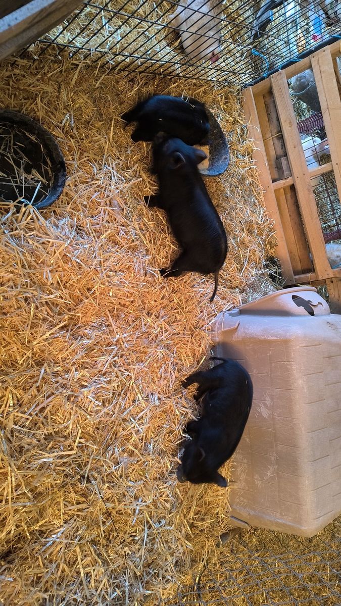 Piglets- bottle/pan raised Kune