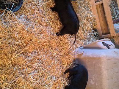 Piglets- bottle/pan raised Kune