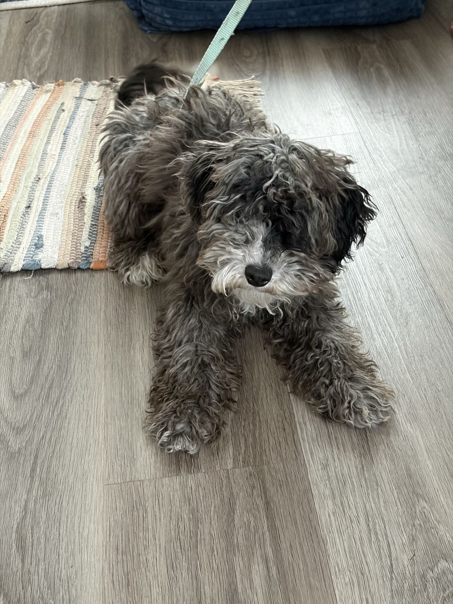 Female AKC Toy Poodle