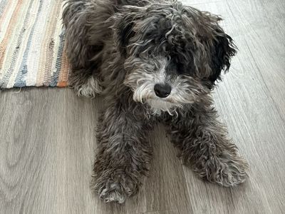 Female AKC Toy Poodle