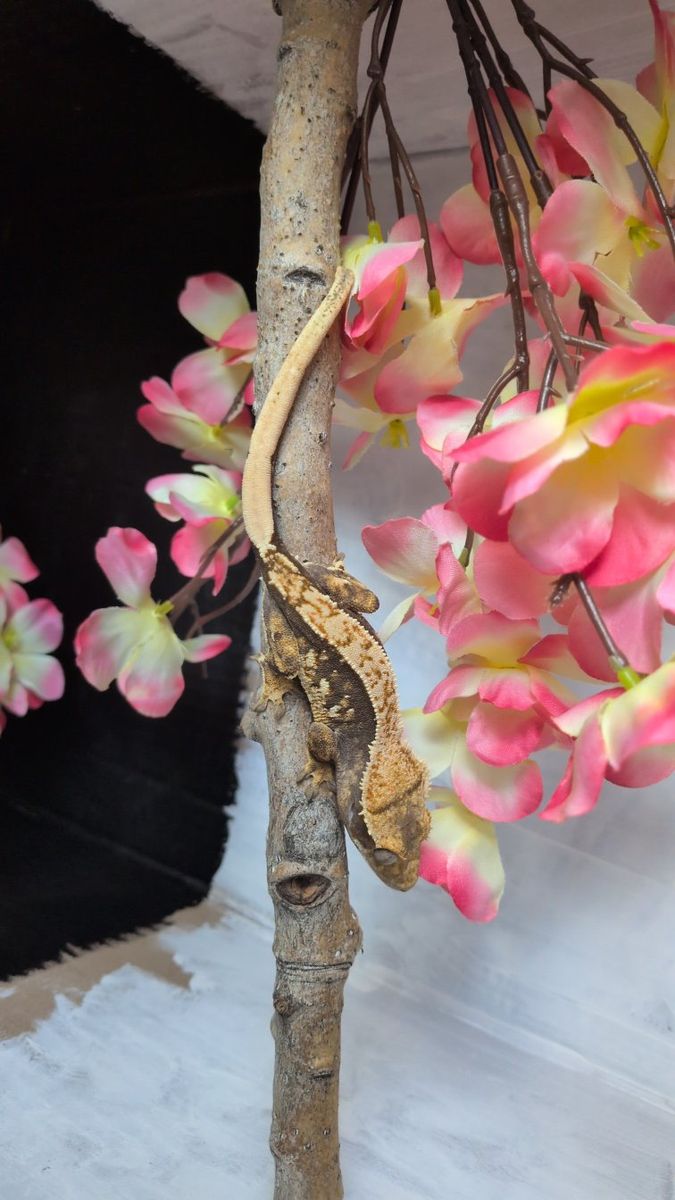 female Crested gecko