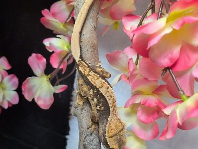 female Crested gecko