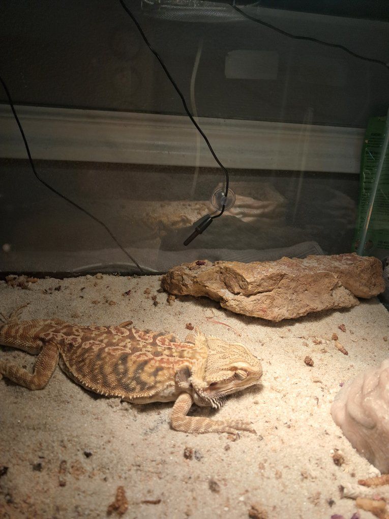 This is ella , she is a two and a half year old leatherback bearded dragon