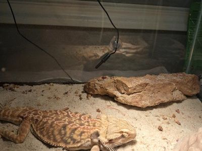This is ella , she is a two and a half year old leatherback bearded dragon