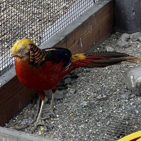 Red Golden Pheasant