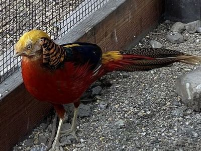 Red Golden Pheasant