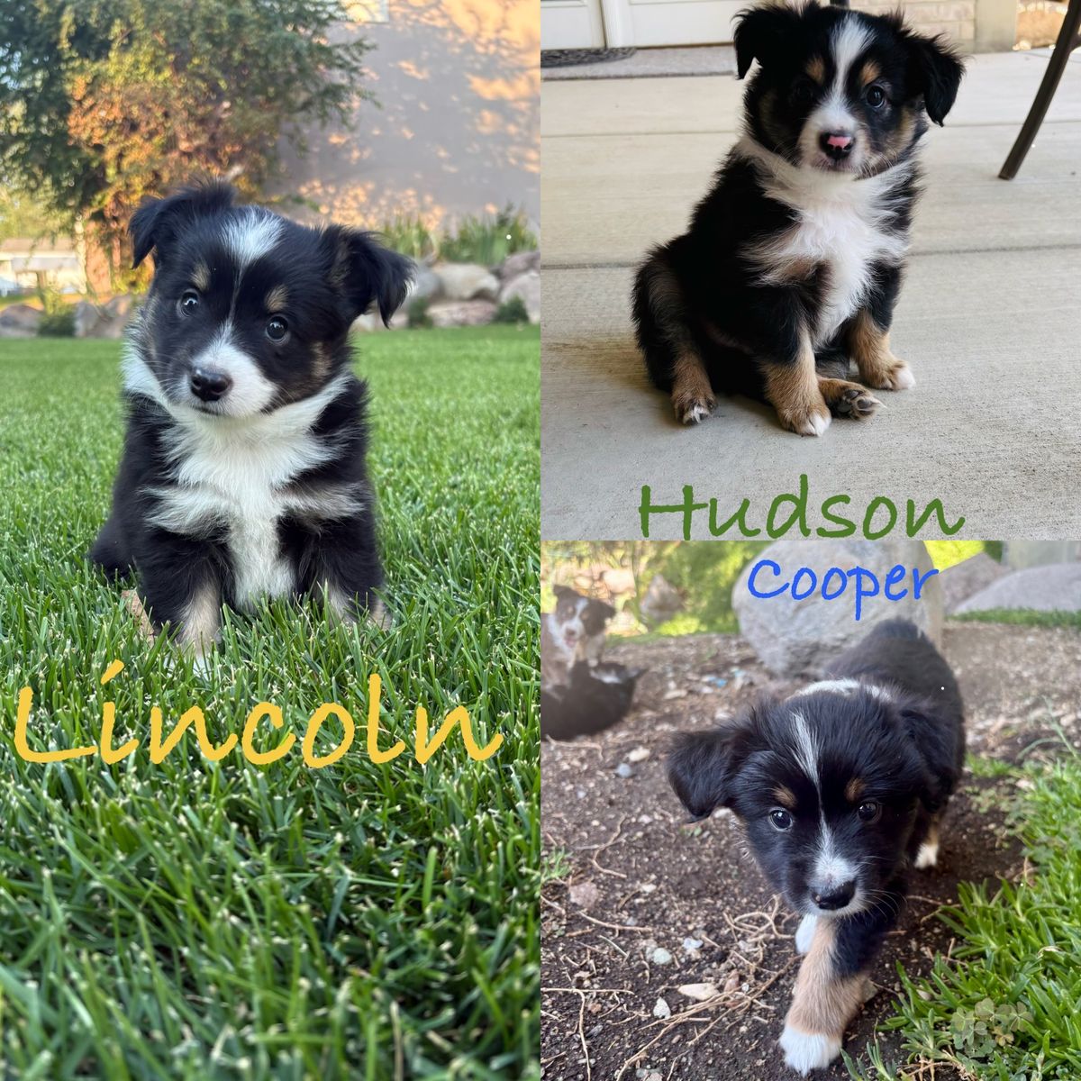 Mini Australian Shepherd Puppies-ASD-Available 8/15-Mini Aussie pups