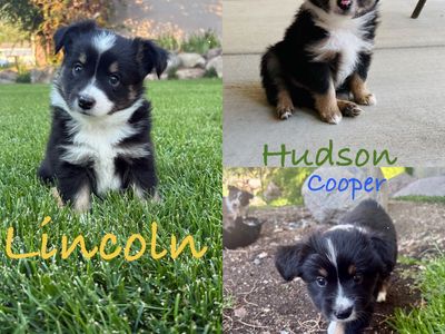 Mini Australian Shepherd Puppies-ASD-Available 8/15-Mini Aussie pups