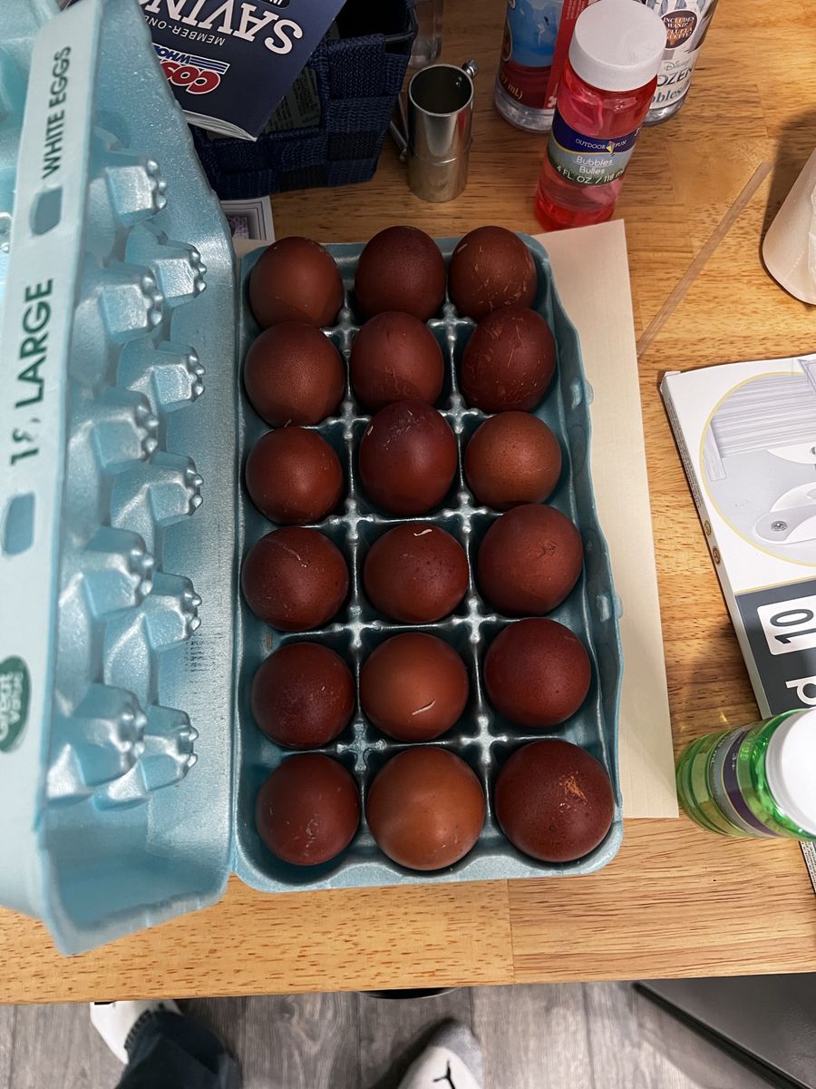 Fertile copper maran eggs