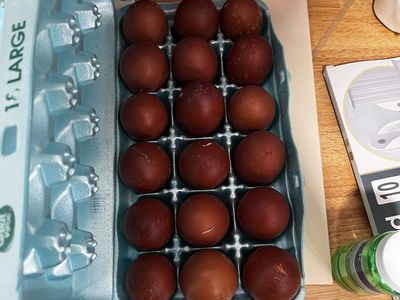 Fertile copper maran eggs