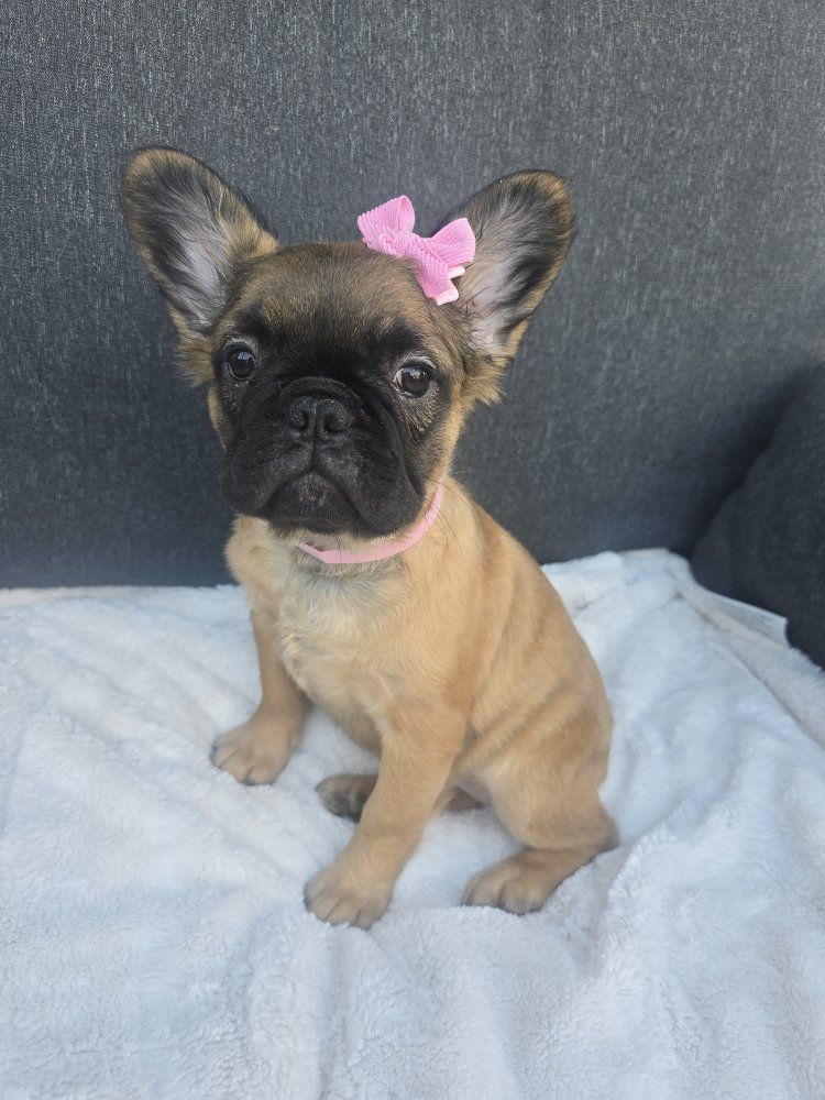 Fluffy French Bulldogs