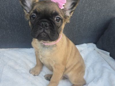 Fluffy French Bulldogs