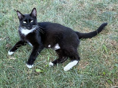 Mama cat for sale