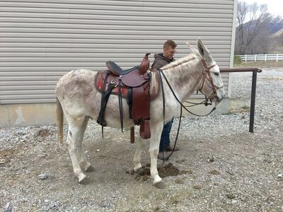 Champion Registered Gaited Jack For Stud Service